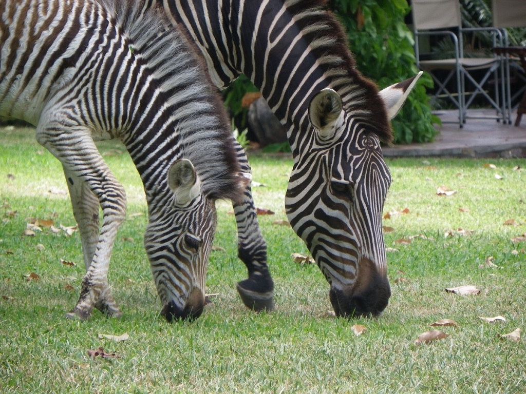 Hornbill Lodge - photo 5