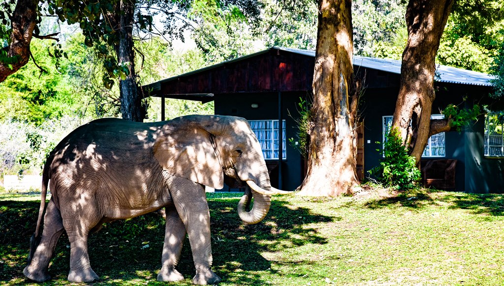 Tiger Safaris