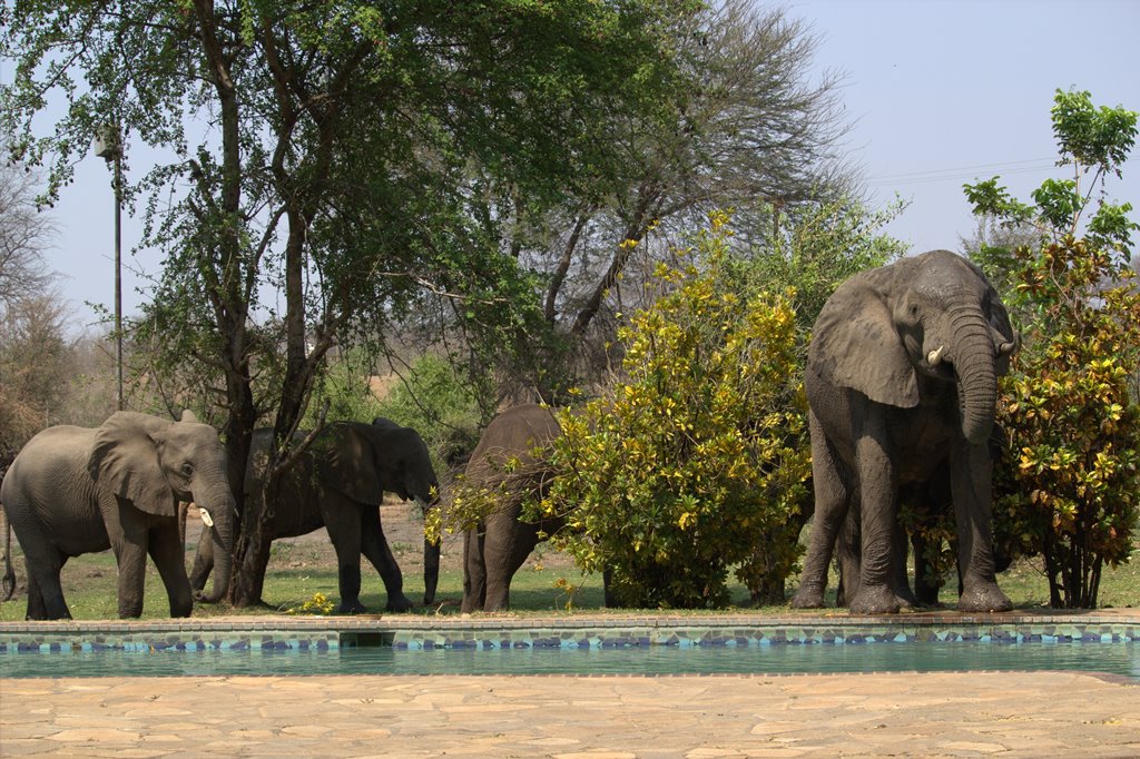 Tiger Safaris - photo 8