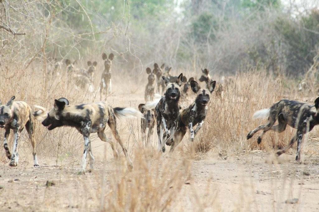Off 2 Africa Travel - photo 3