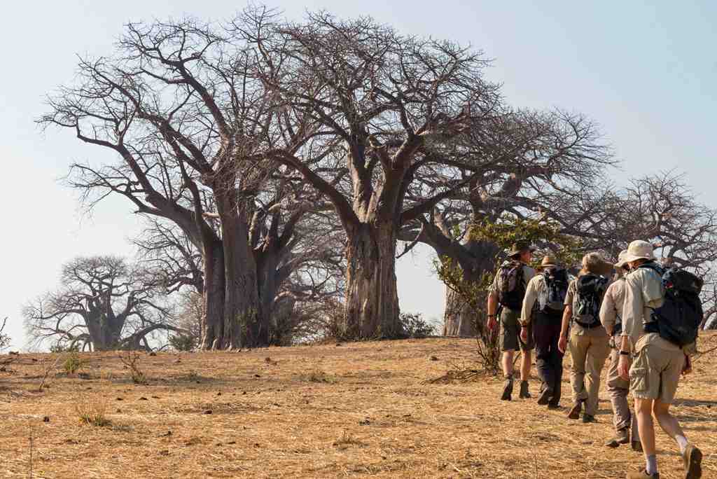 Natureways Safaris - photo 5