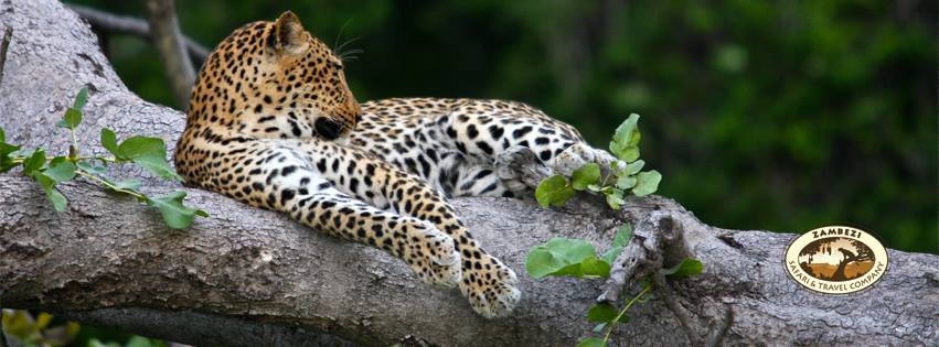 Zambezi Safari & Travel Co LTD - photo 2