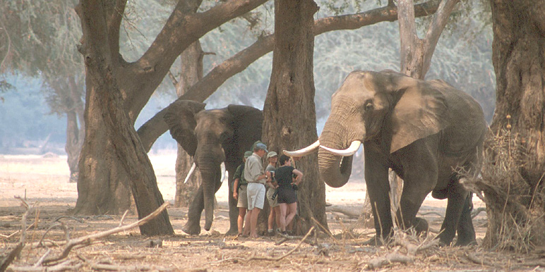 Zambezi Safari & Travel Co LTD - photo 3